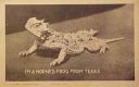 ImAHornedFrogFromTexas1910